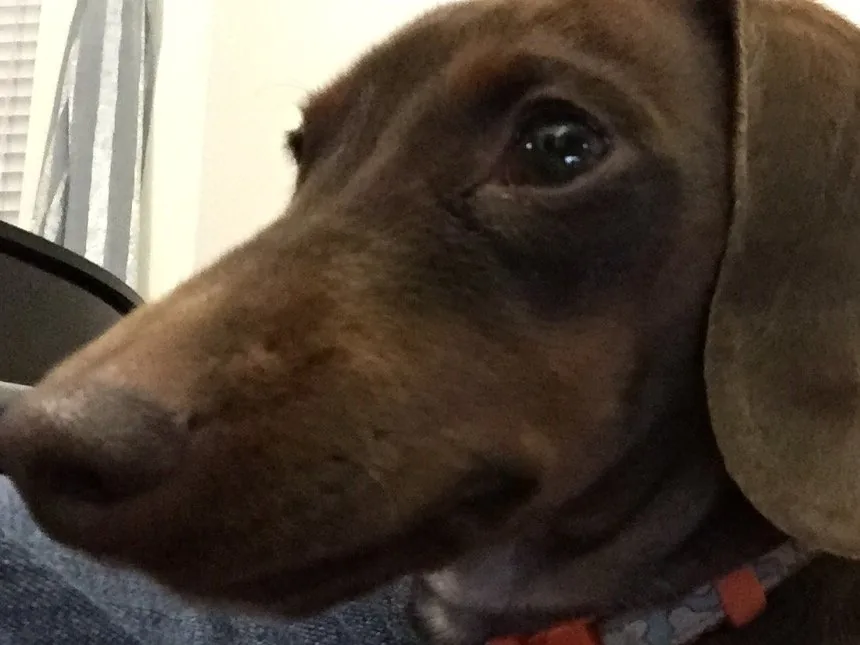 Hershie, a chocolate dachshund, in profile