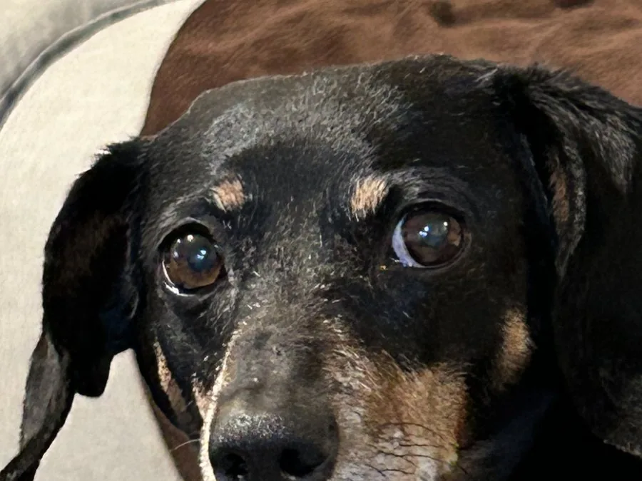 Mollie, a black-and-tan dachshund, looking straight into the camera